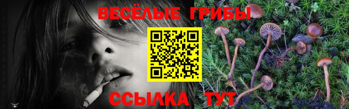 Псилоцибиновые грибы Cubensis Шебекино
